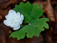 Sanguinaria Flore Pleno 2014-04-14-001a